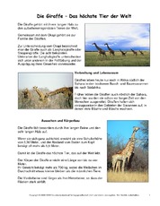 Giraffe-Steckbrief.pdf